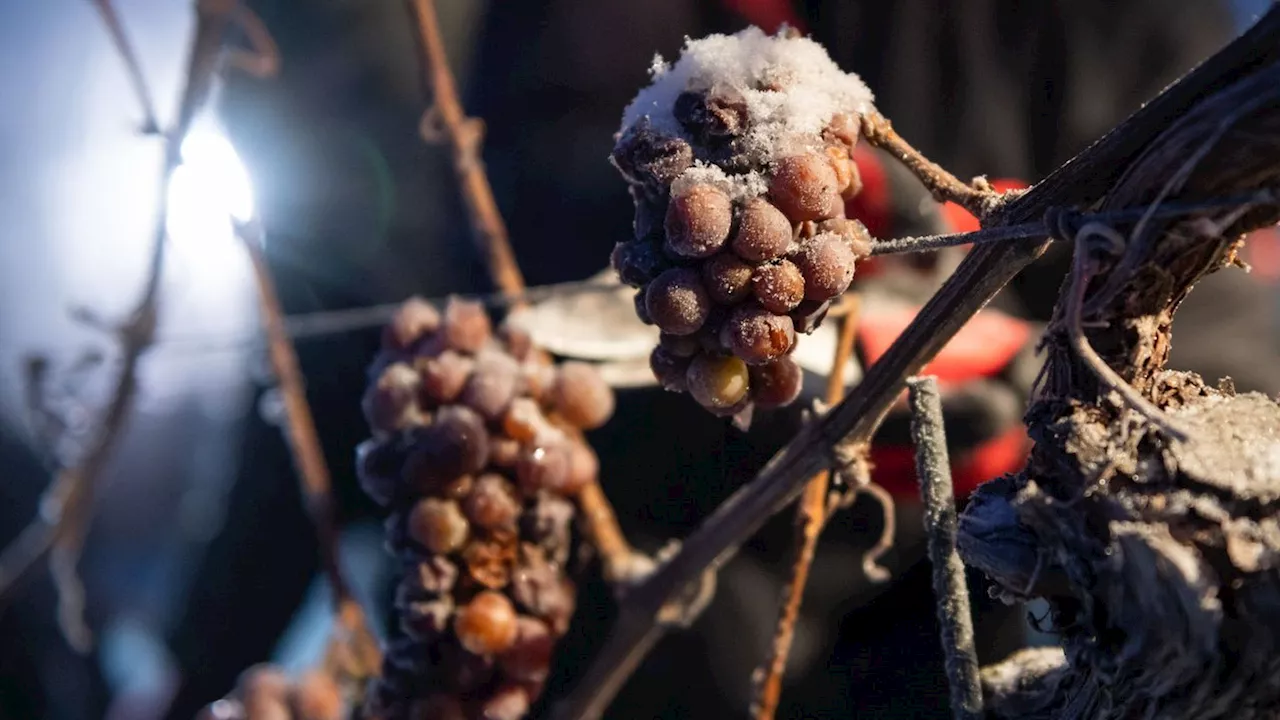 Eiswein: Kein Eiswein aus Saale-Unstrut nach schlechter Ernte