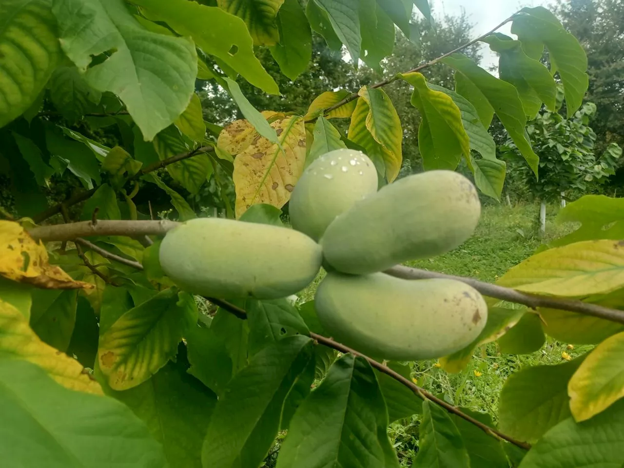 Un agriculteur villeneuvois développe la production de fruits exotiques, pour s’adapter au réchauffement climatique