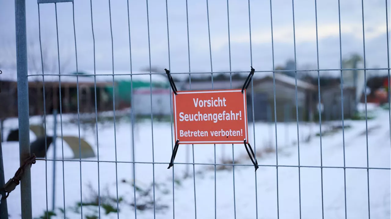 Wegen Maul- und Klauenseuche: Südkorea stoppt Schweinefleischimporte aus Deutschland