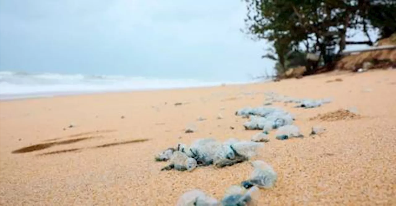 Public warned of venomous jellyfish at Pantai Rhu Muda