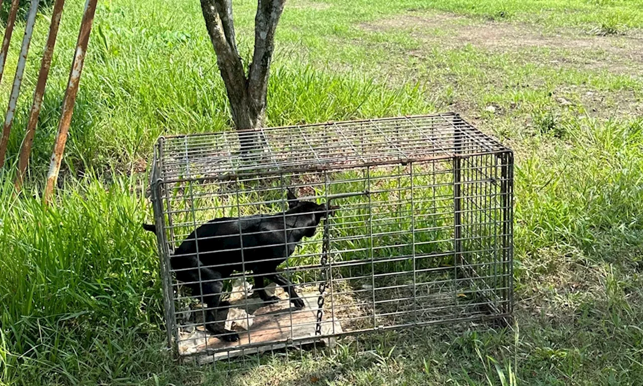 Penduduk, MPKL pasang perangkap tangkap anjing liar