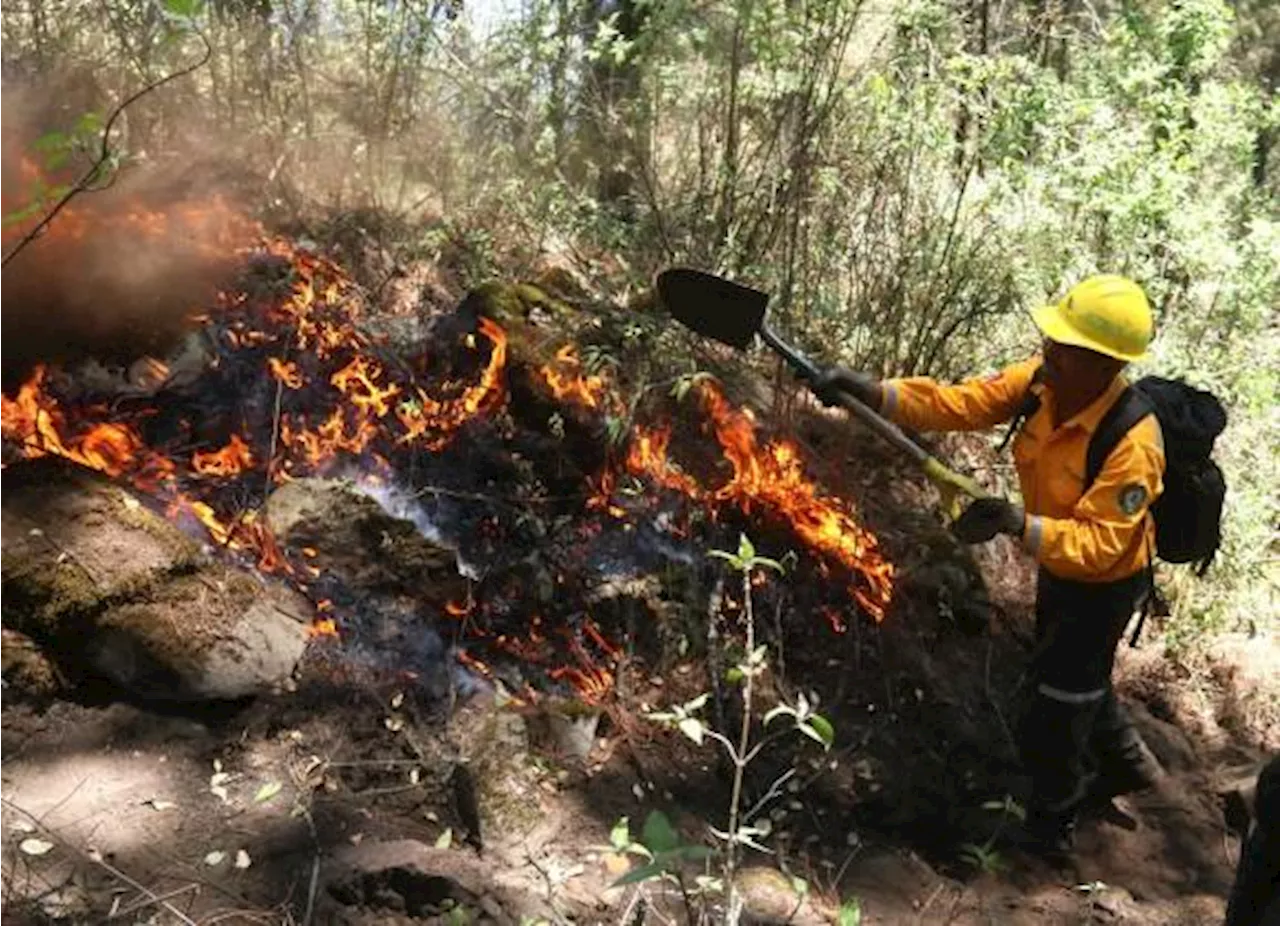 Cerró 2024 con récord de superficie dañada por incendios forestales en México