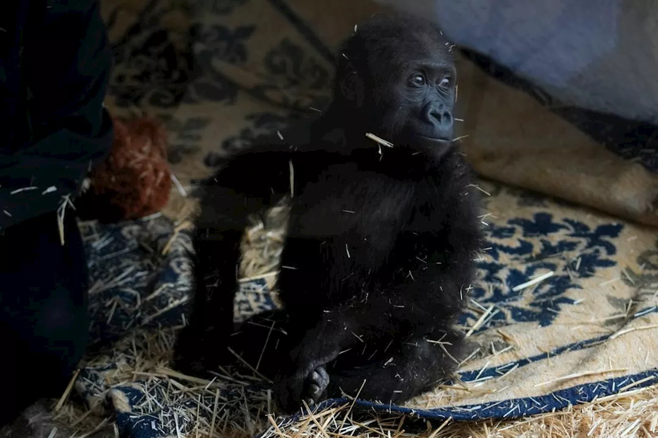 Gorillababy ble funnet i lasterom på fly – er på bedringens vei