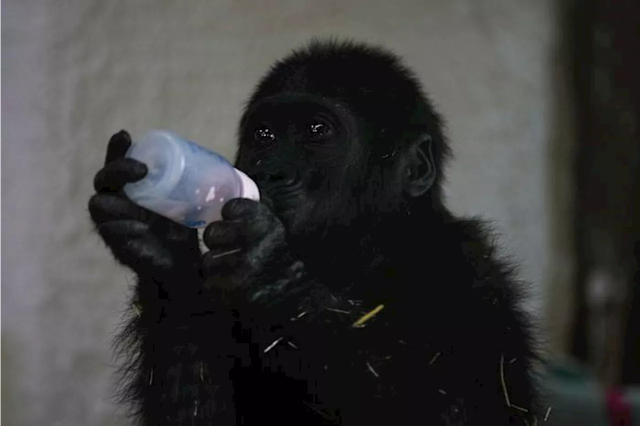 A young gorilla rescued from aircraft hold recovers at Istanbul zoo