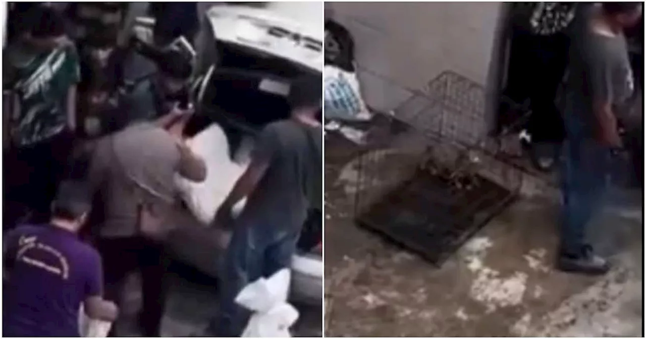 DVS Investigating Alleged Cat Abuse at Cheras Apartment Complex