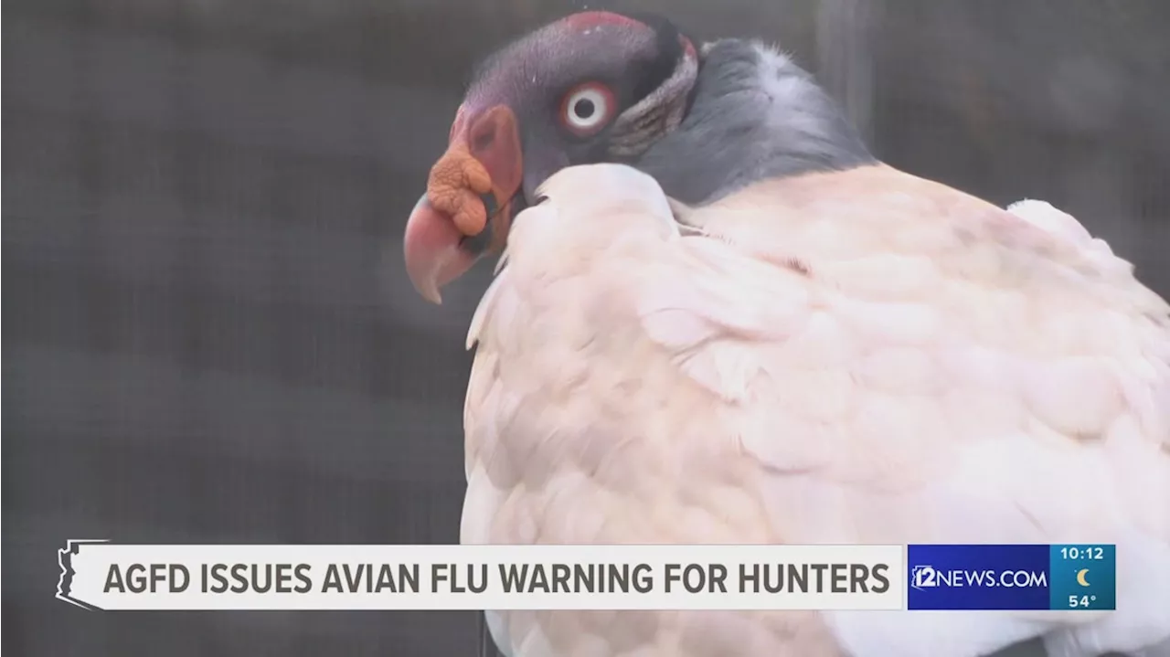 Bird Flu Detected in Arizona, Public Health Officials Offer Safety Tips