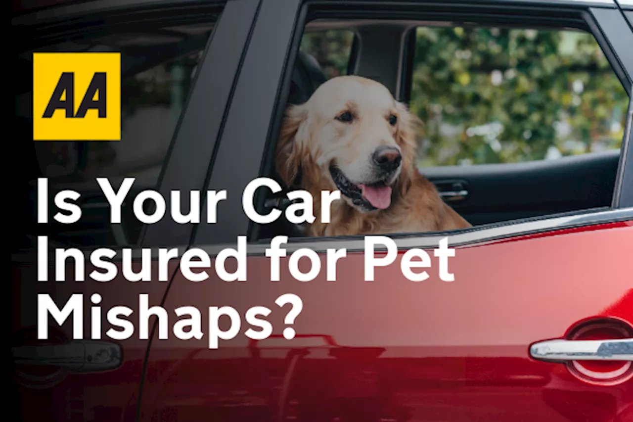 Is Your Car Insured Against Pet Damage? What Every Pet Owner Should Know