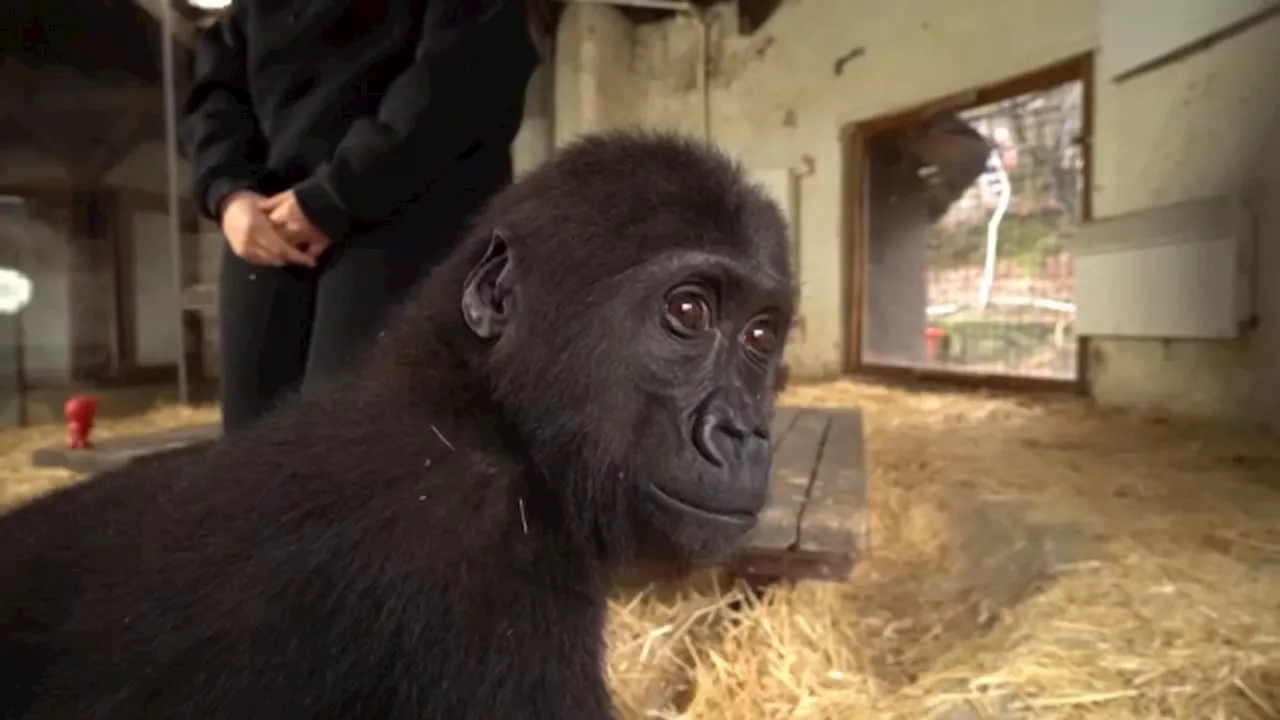 Young gorilla rescued from smugglers, found in box on Turkish Airlines flight recovering