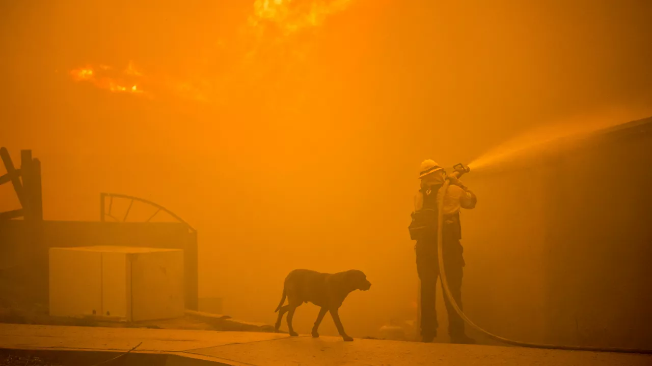 Firefighter comforts scared dog amidst raging inferno