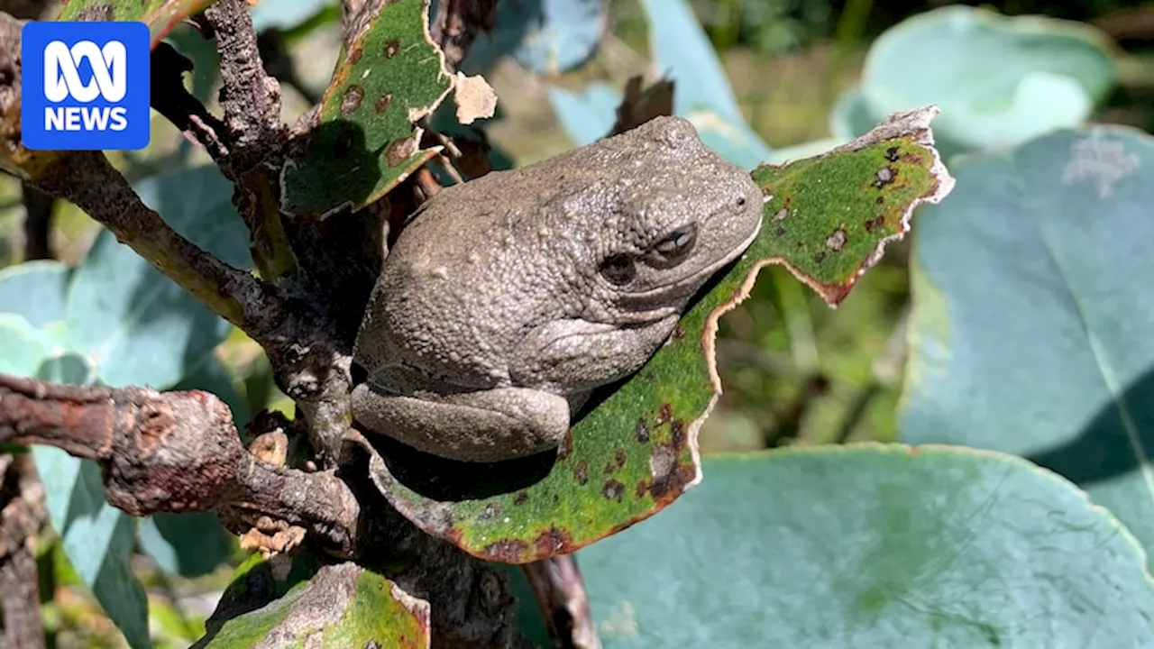 Citizen scientist sparks invasive frog hunt on Port Arthur farm