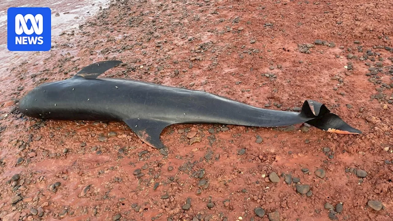 Dead melon-headed whales washed up on Broome beach under investigation