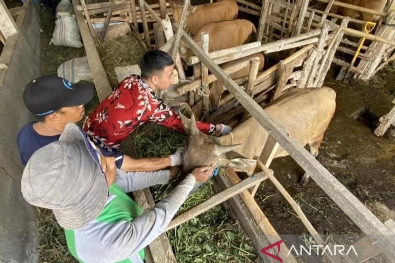 42 Ekor Ternak PMK di NTB Sembuh