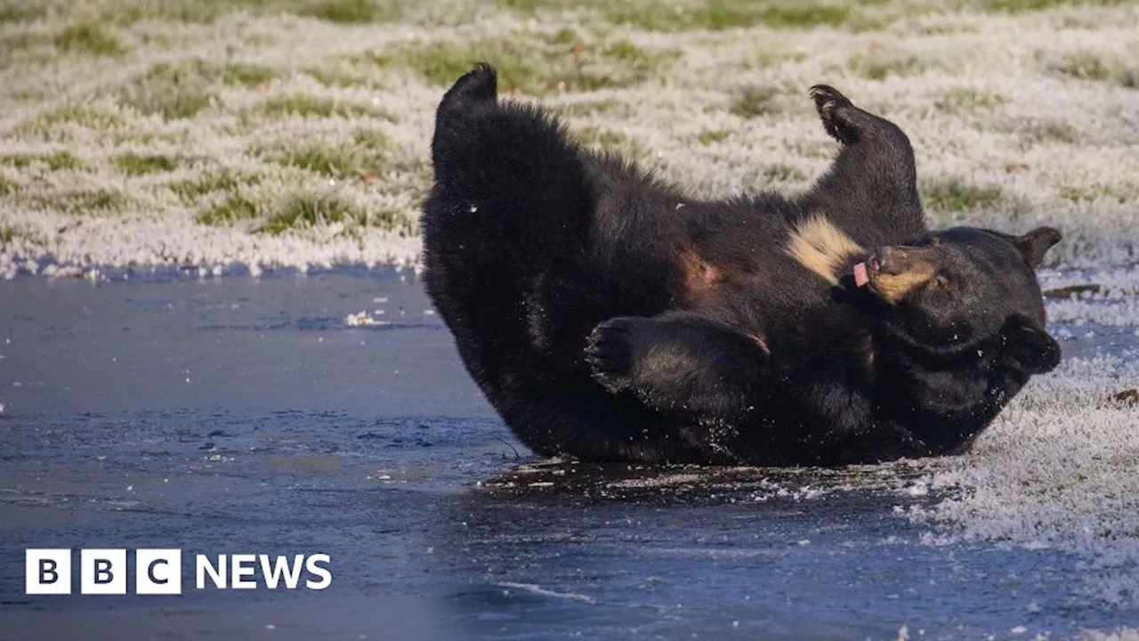 Bear Family Enjoys Icy Fun at UK Safari Park