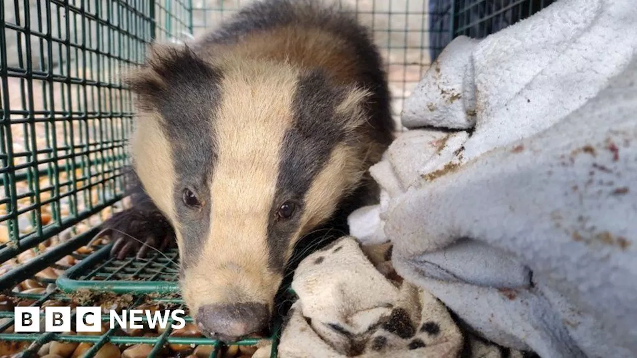 Isle of Wight: Two badgers rescued from island cliff falls