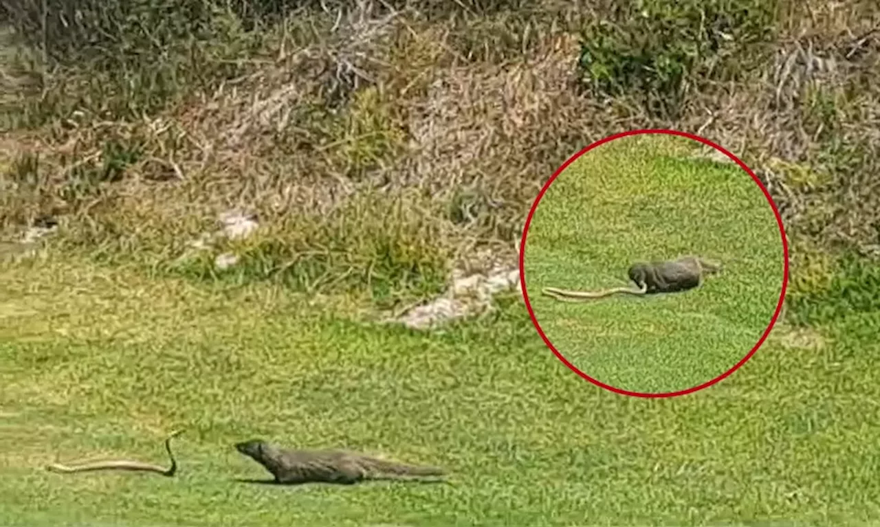 Watch: Cape cobra and mongoose in battle of wits