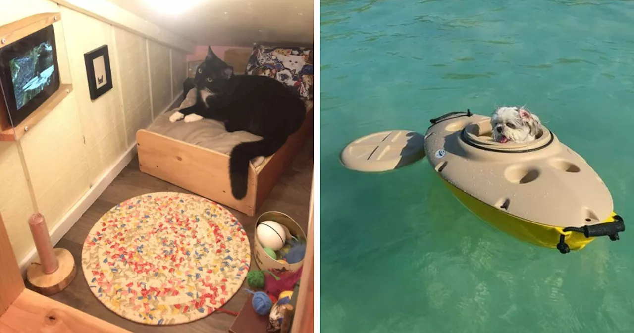 80 Spoiled Pets Who Are Clearly Winning At Life