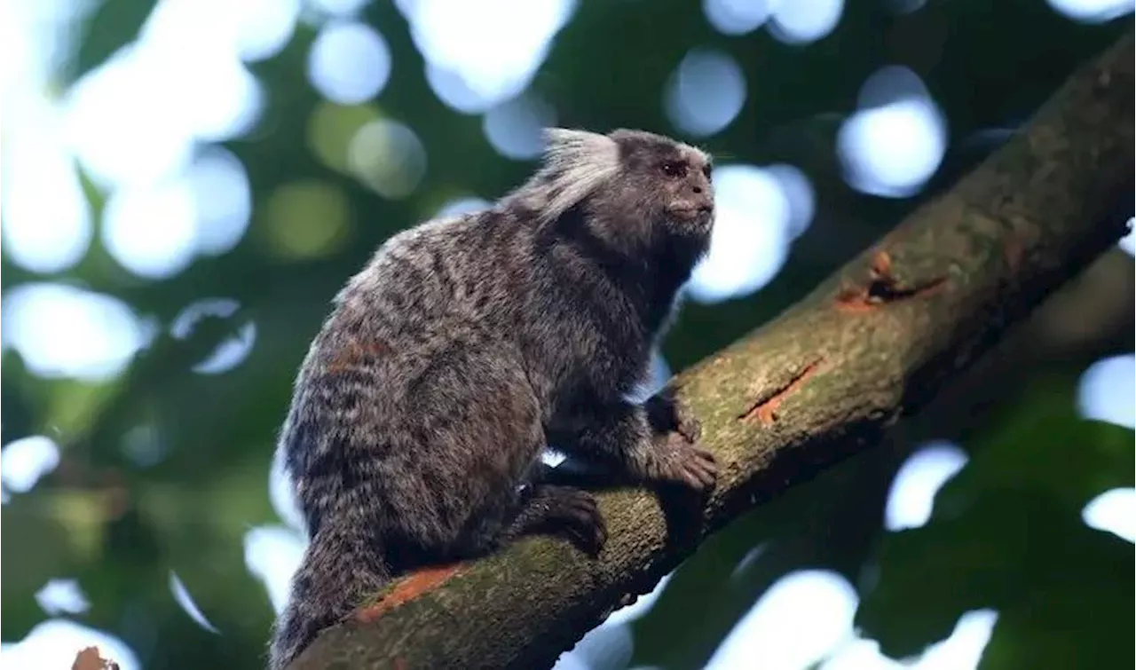 Morre em Pernambuco mulher que contraiu raiva humana após mordida de sagui