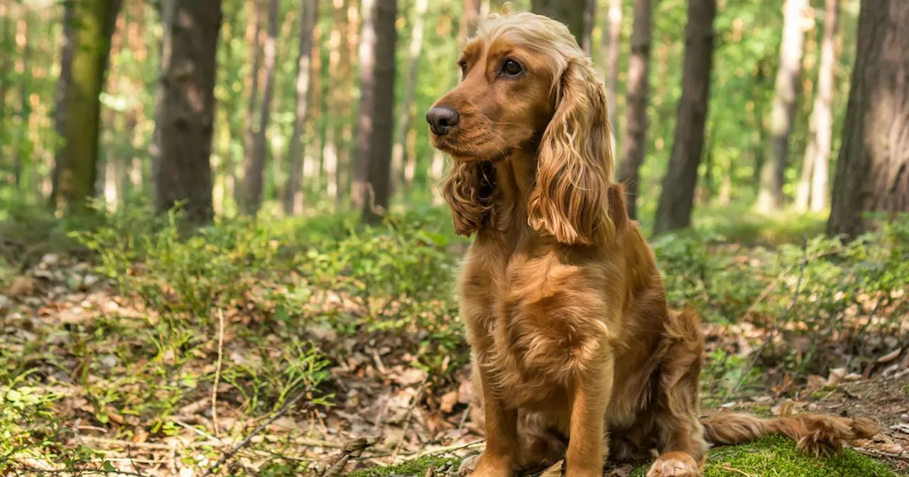 Dog Expert Reveals 'Superpower' Command To Calm Even Stressed Dogs In Just Five Minutes