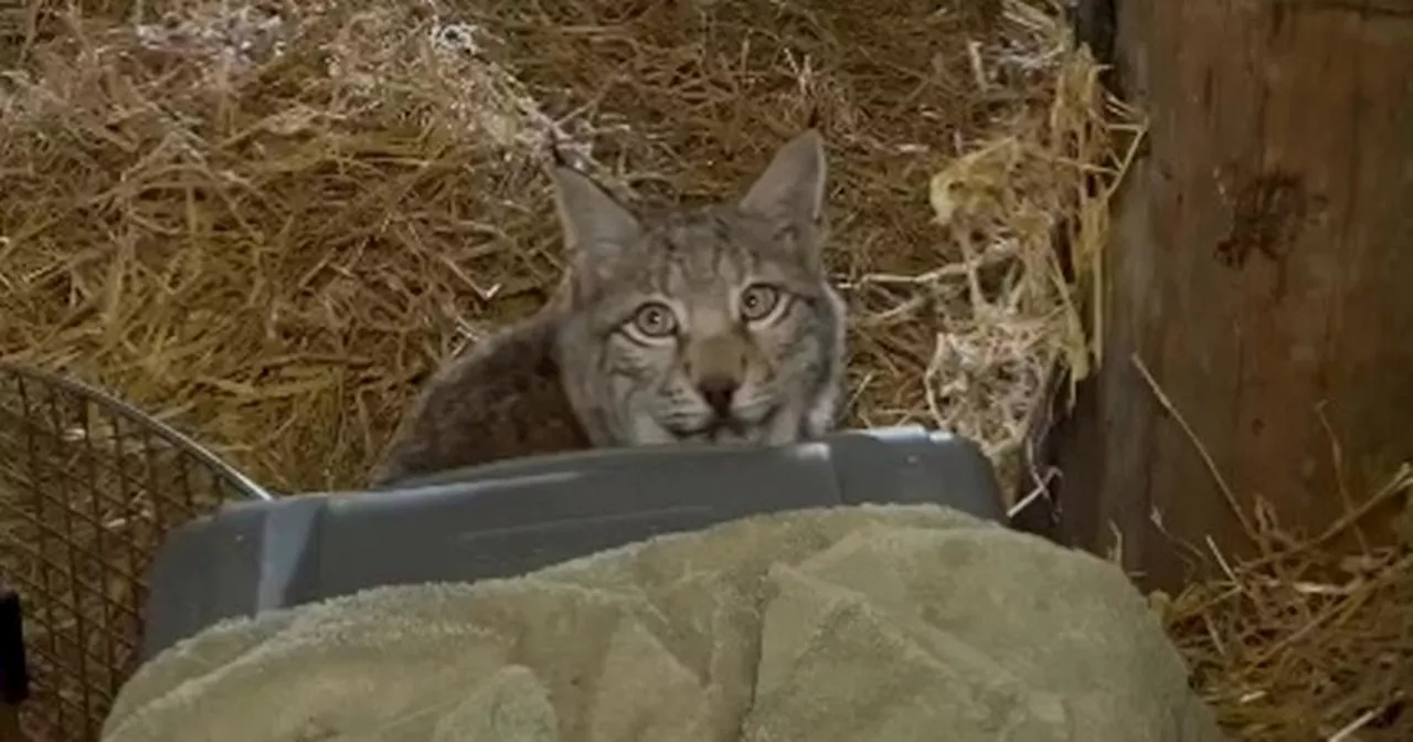 Four Lynx illegally released in Highlands were 'starving', says zoo