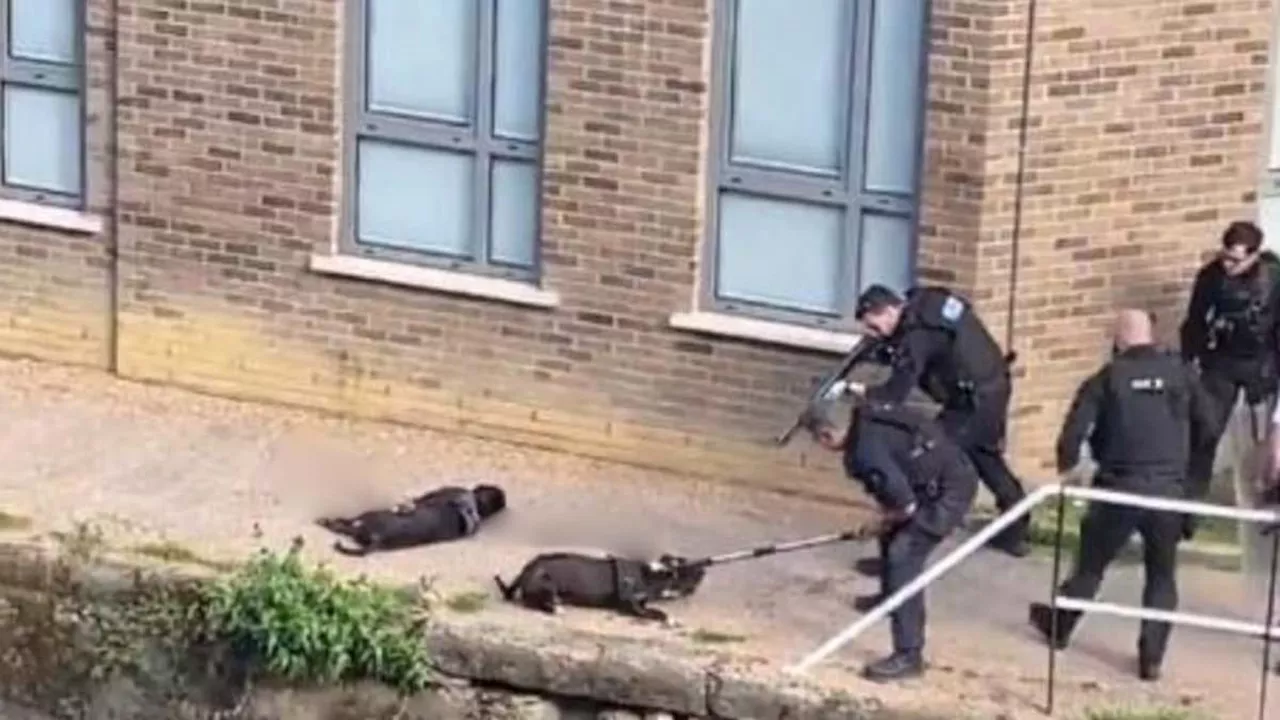 Met Police officer who shot dead two Cane Corso dogs by canal are cleared of wrongdoing