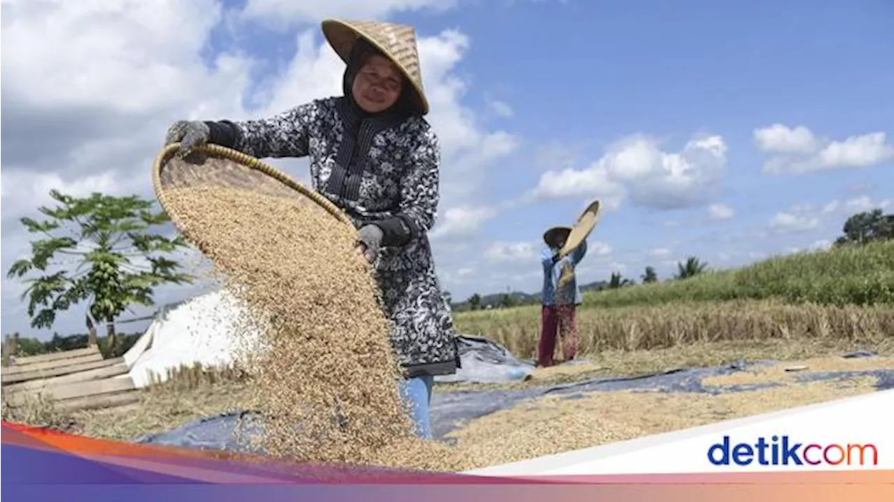 HPP Baru Berlaku 2 Hari Lagi, Harga Gabah Anjlok jadi Rp 5.400/Kg