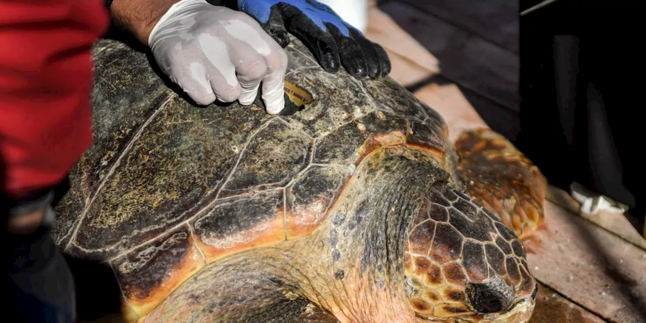 Un Hospital Flotante Ayuda a las Tortugas Bobas en Túnez