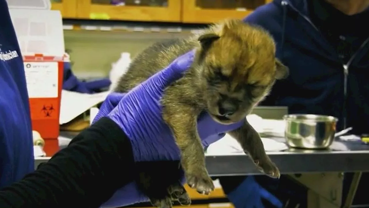 Volunteer Pilots Help Transport Mexican Wolf Pups to the Wild