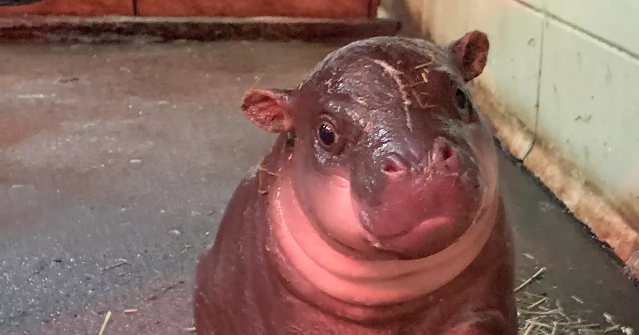 Edinburgh Zoo celebrates Burns Night with adorable pygmy hippo Haggis