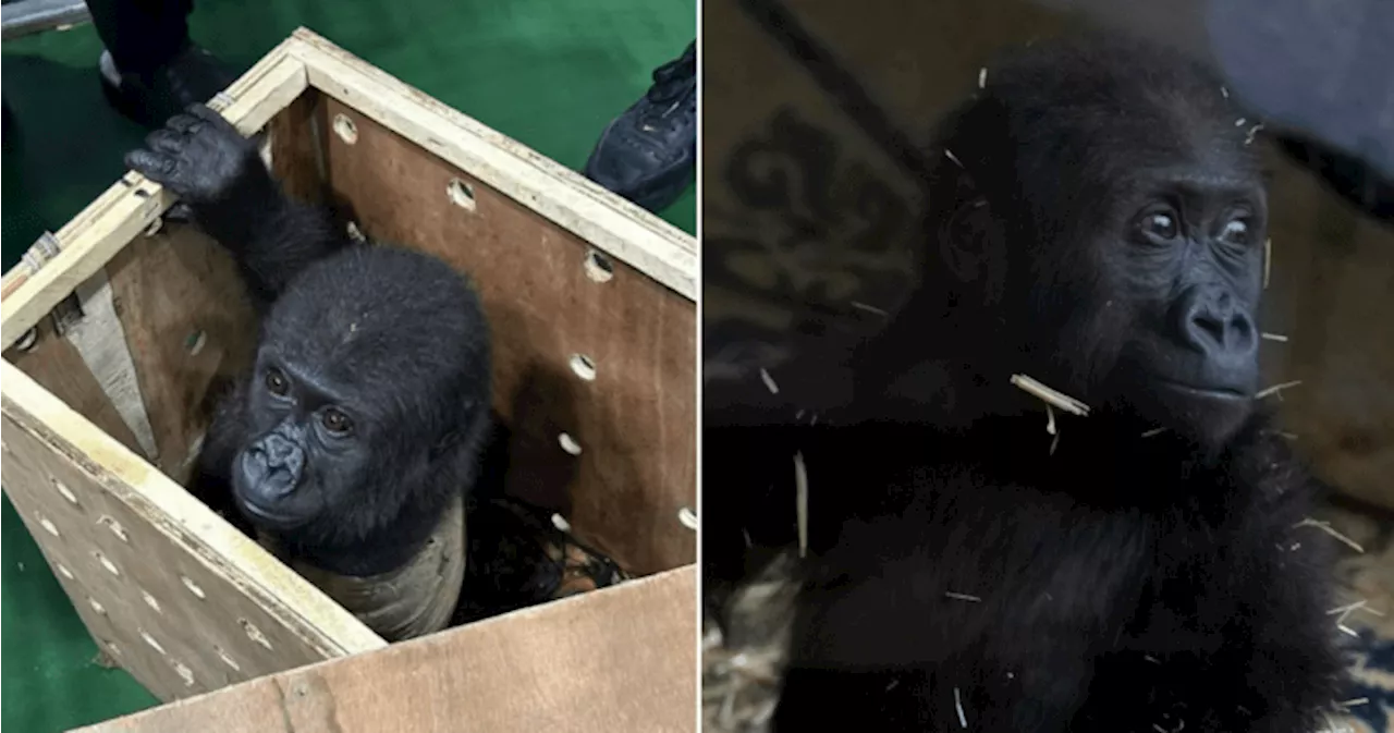 Baby Gorilla Rescued from Smuggling Attempt in Turkey