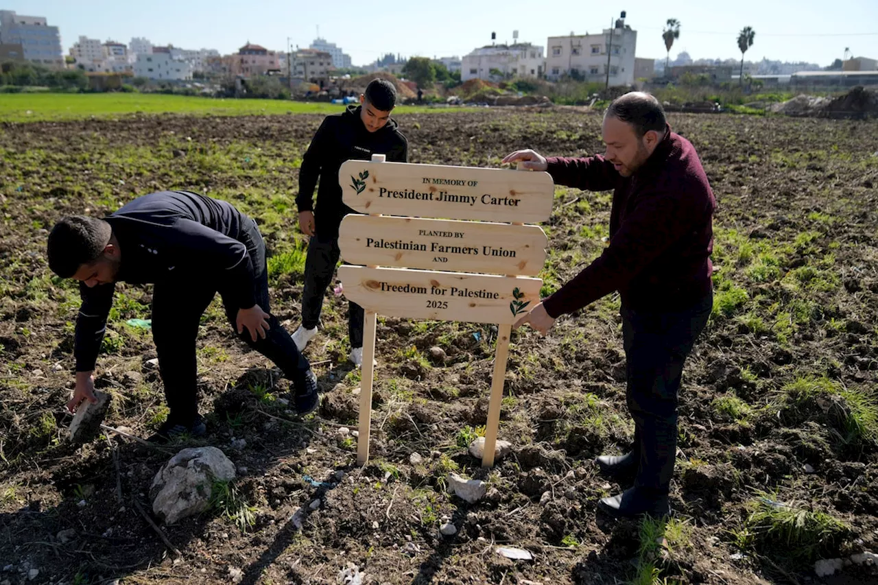 Olive Grove Planted in Memory of Jimmy Carter in West Bank