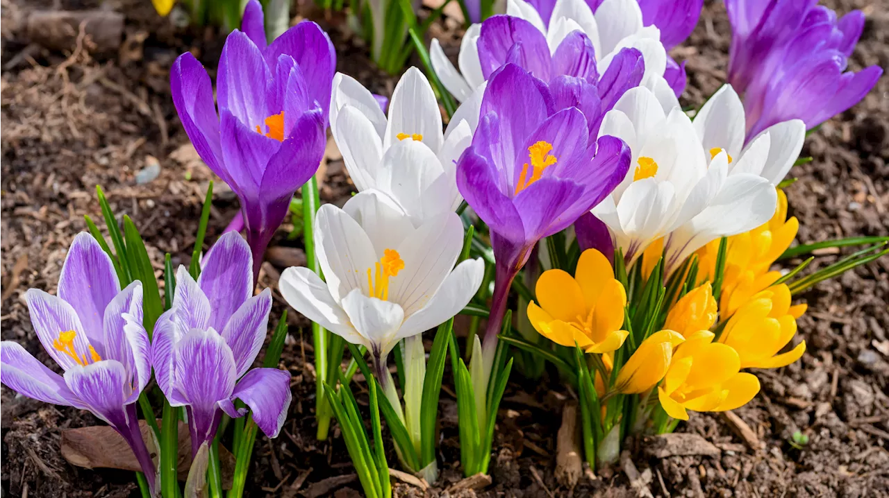 Gartenarbeit im Januar: Diese Blumenzwiebeln kannst du jetzt noch pflanzen