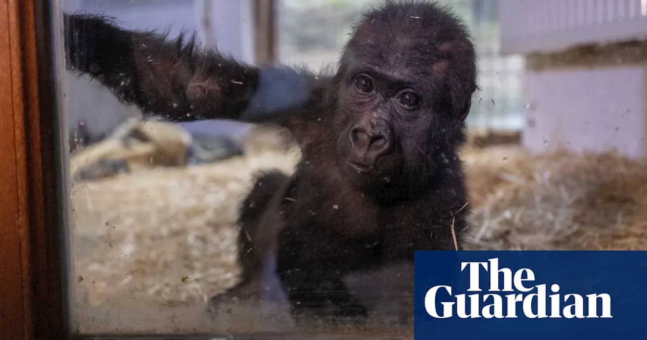 Baby Gorilla Found in Plane Cargo, Recovering in Istanbul Zoo