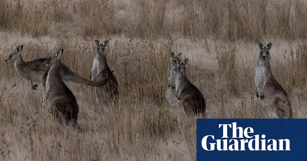 Calls For Kangaroo Culling Ban After Grampians Fires