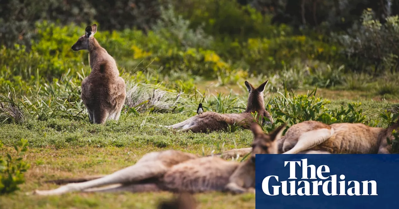 Man accused of shooting dead 98 kangaroos on NSW army base denies all charges