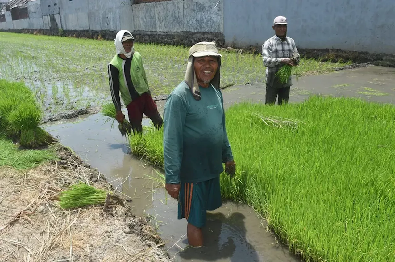 Dari Pupuk, Irigasi, hingga Harga Gabah, Kerisauan Petani di Lumbung Pangan Jawa Timur