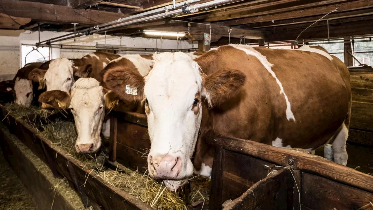 Tuberkulose-Ausbruch in Vorarlberg: 107 Tiere geschlachtet