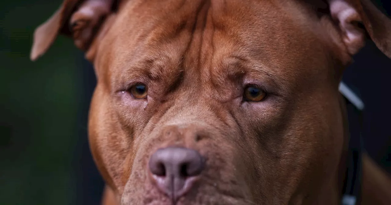 Ireland Bans Ownership of XL Bully Dogs