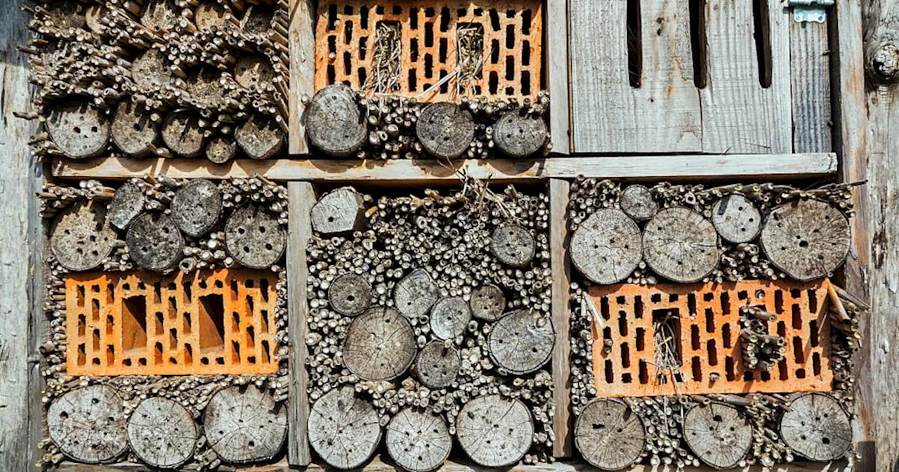 Insect Hotels Planned for Irish Solar Farm