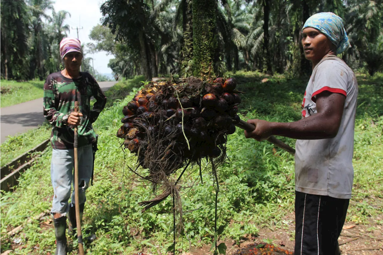 Pakar IPB Nilai Rencana Tanam Sawit di Hutan Rusak Positif