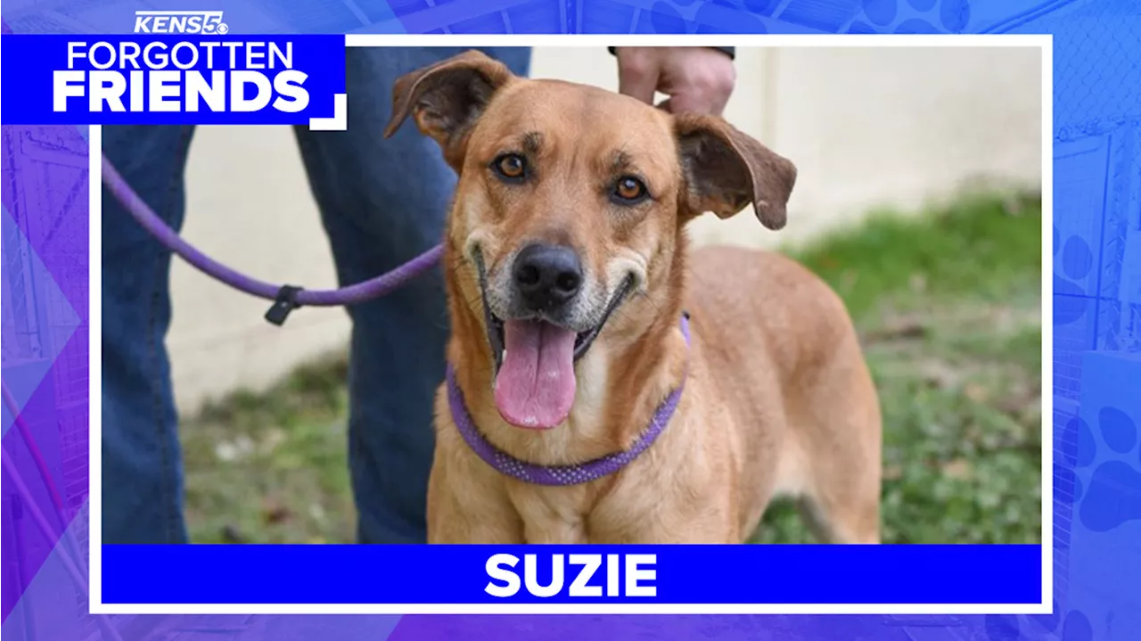 Forgotten Friend: Suzie the Boxer and Retriever Mix Seeks Forever Home