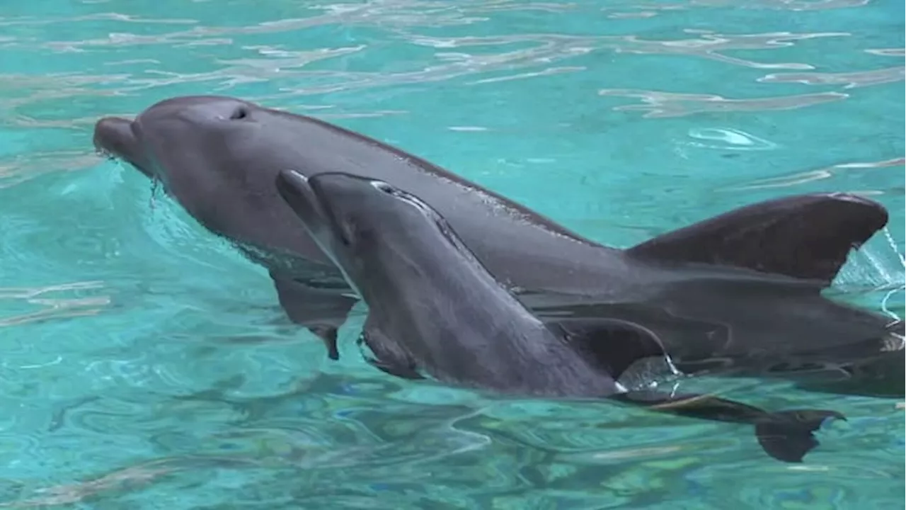 Fentanyl and Other Drugs Found in Texas Dolphins