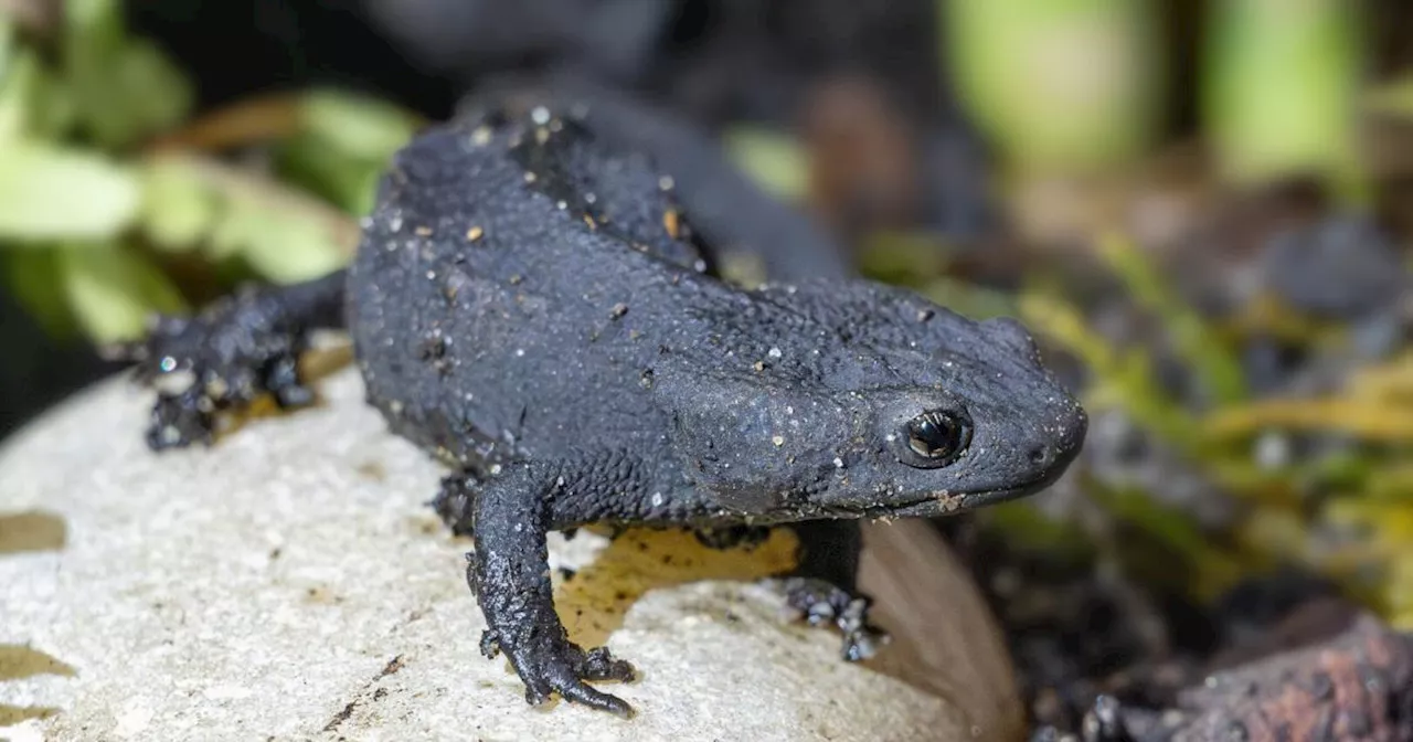 Bedrohte Tierart aus Vietnam in heimischen Zoo eingezogen