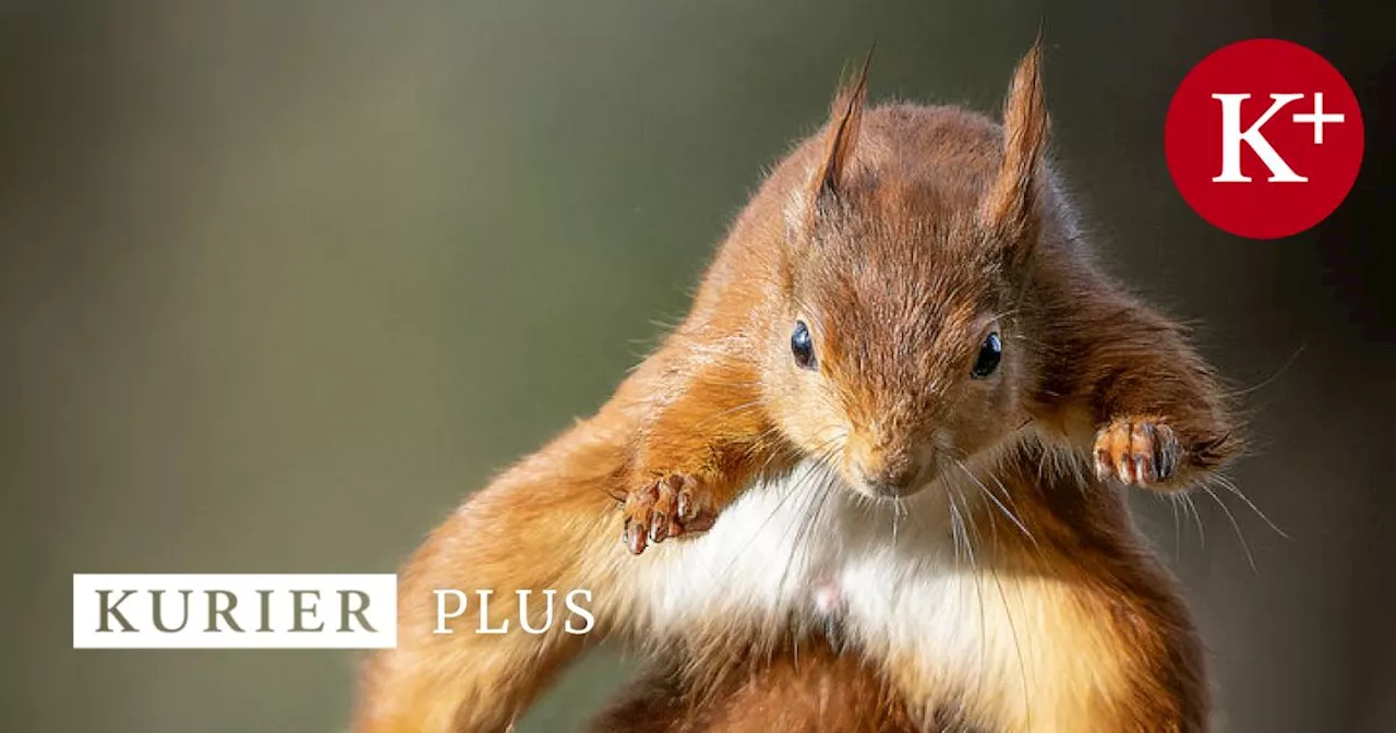 Welche Vor- und Nachteile die Stadt für Wildtiere hat