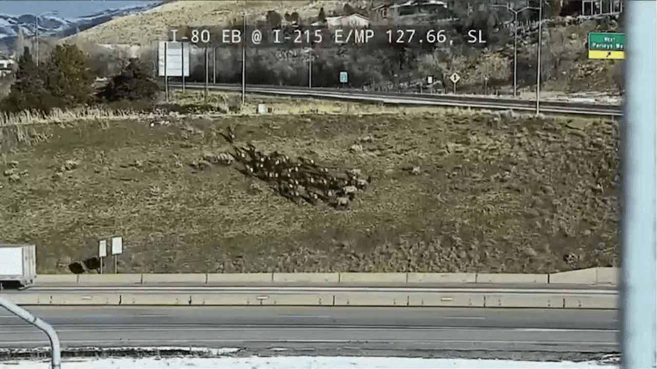 Elk Herd Disrupts Traffic Near Parleys Canyon