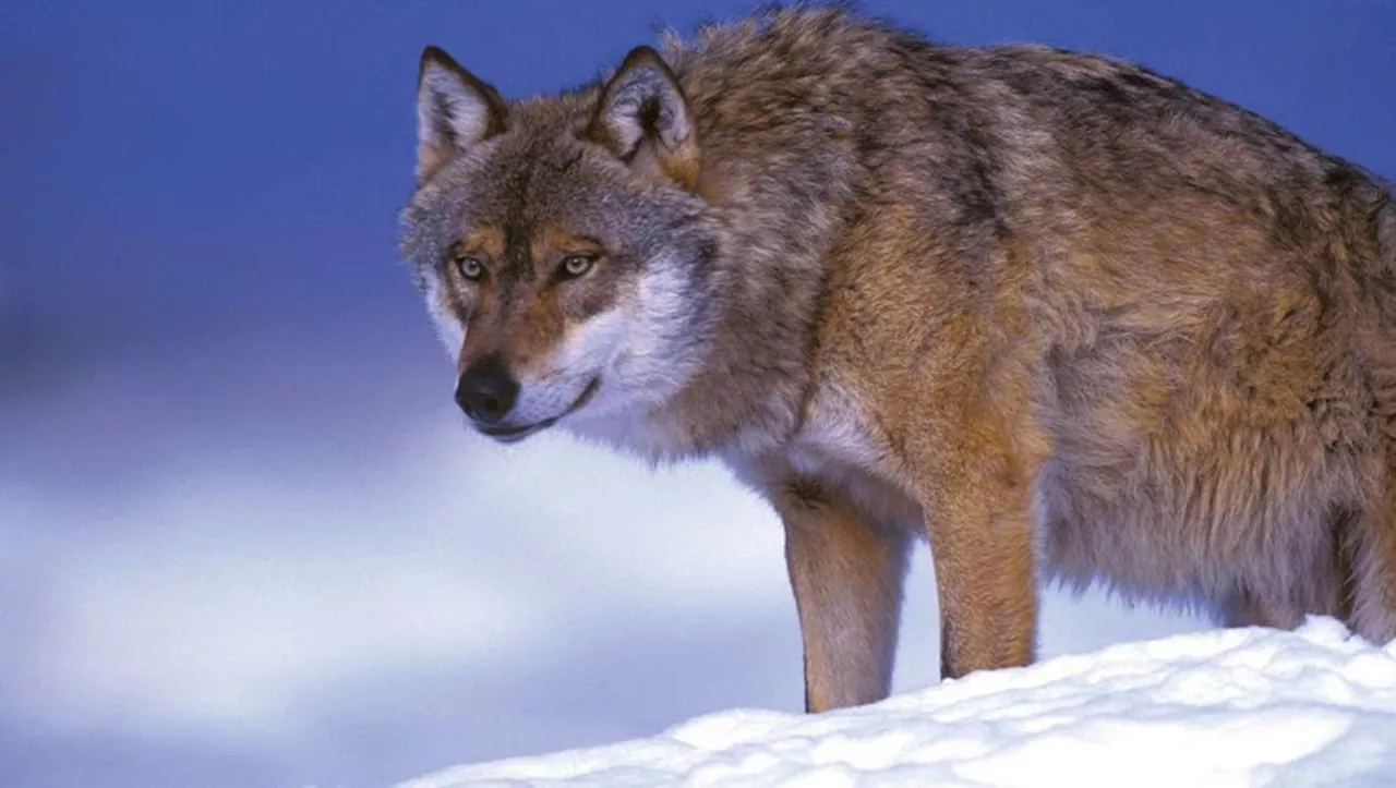 Tir du loup : la justice retoque les décisions du préfet des Hautes-Pyrénées