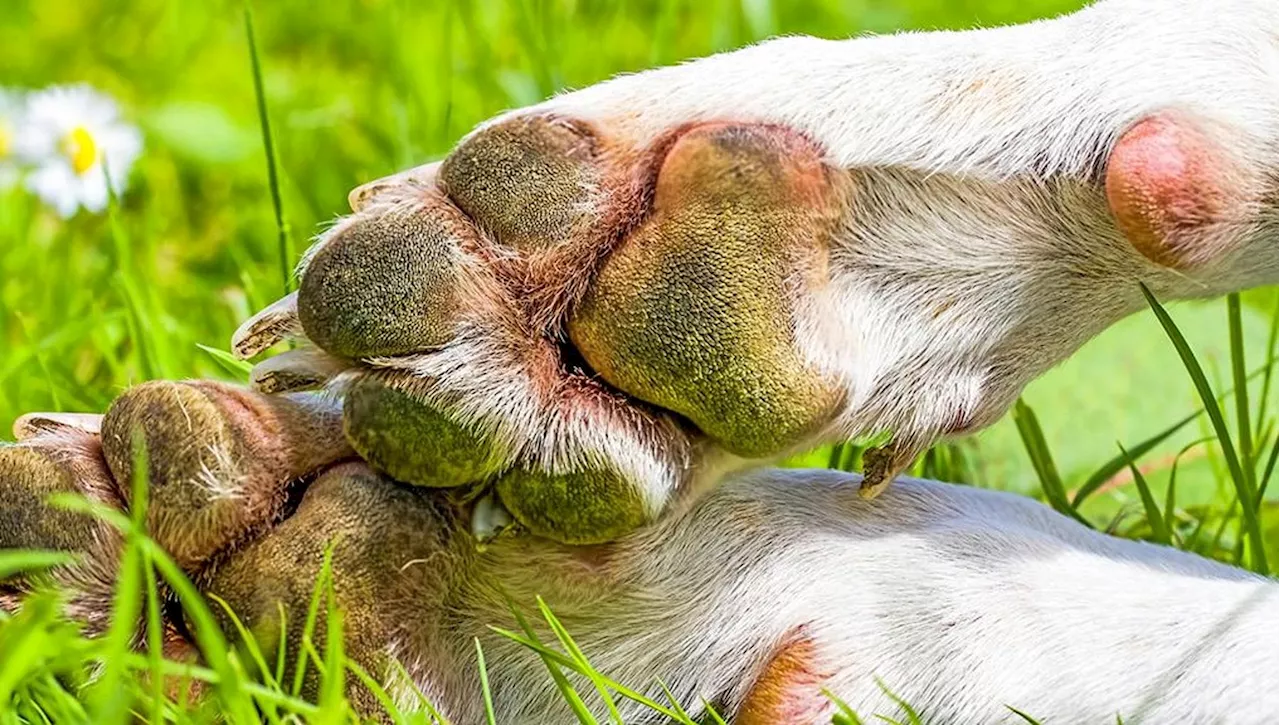 Cane trovato morto: intimidazione ai danni dei testimoni di giustizia Grasso e Franzè