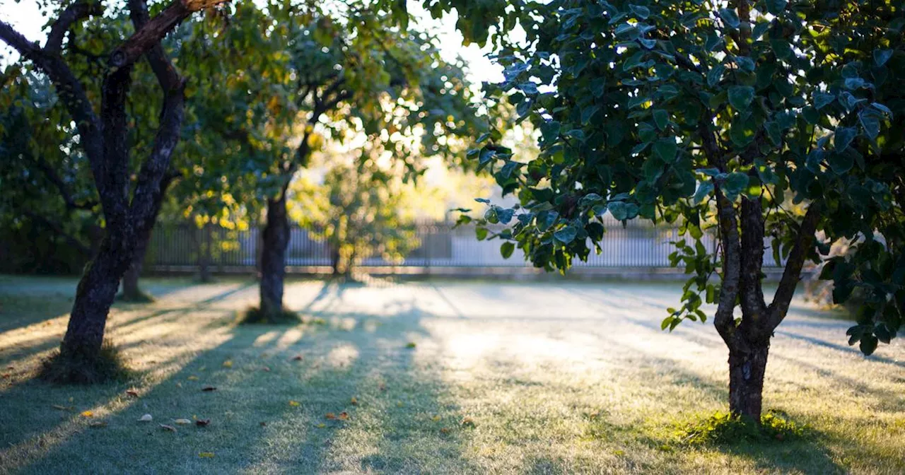 Mettre une bâche sur sa pelouse contre les mauvaises herbes : est-ce une vraie bonne idée ?