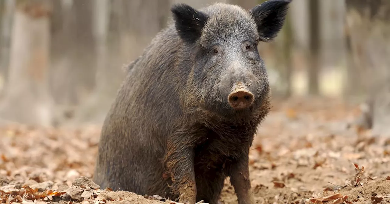 Rillette, le sanglier domestiqué, va-t-il finalement être euthanasié ?