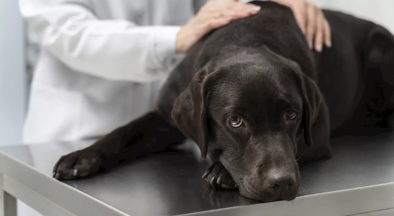 Sindrome del lupo mannaro, vittime i cani: «Sintomi spaventosi, evitare questi prodotti». Cos'è la malattia e