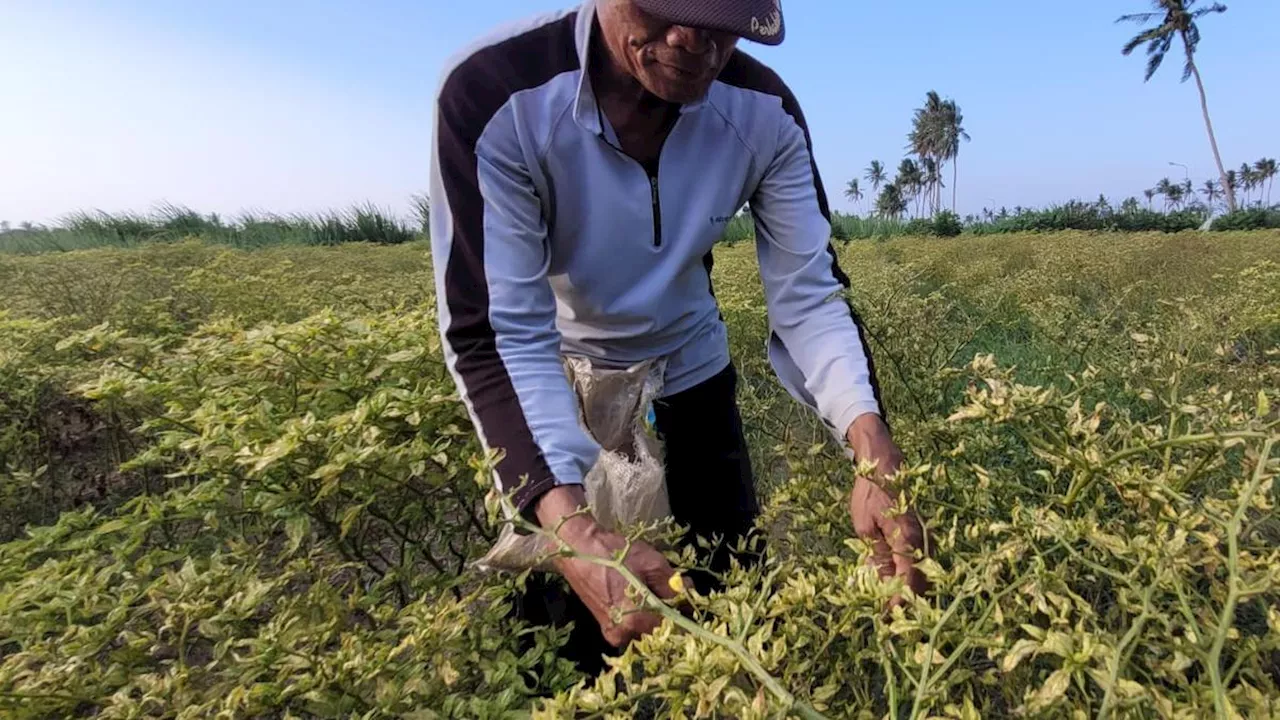 Turunkan Harga Cabai, Petani Minta Distribusi Disederhanakan